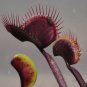 100 PCS Seeds Red Dragon Flytrap