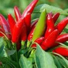 30 PCS Seeds Red Dried Hot Chili Hunan Pepper Organic