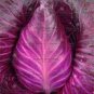 100 PCS Seeds Red Drumhead Cabbage Organic Vegetables