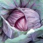 100 PCS Seeds Red Drumhead Cabbage Organic Vegetables