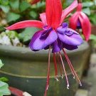 50 PCS Seeds Red Fuchsia Bonsai Potted Flower Garden Potted Plants