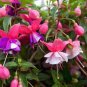 50 PCS Seeds Red Fuchsia Bonsai Potted Flower Garden Potted Plants