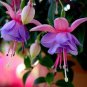 50 PCS Seeds Red Fuchsia Bonsai Potted Flower Garden Potted Plants