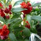 20 PCS Seeds Red Garden Balsam Organic Female Flower