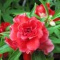 20 PCS Seeds Red Garden Balsam Organic Female Flower