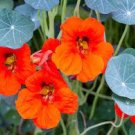 6 PCS Seeds Red Garden Nasturtium Shamrock Plant Tropaeolum Majus 6 PCS Seeds Red Garden Nasturtium Shamrock Plant Tropaeolum Majus