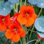 6 PCS Seeds Red Garden Nasturtium Shamrock Plant Tropaeolum Majus
