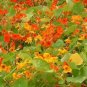6 PCS Seeds Red Garden Nasturtium Shamrock Plant Tropaeolum Majus