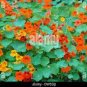 6 PCS Seeds Red Garden Nasturtium Shamrock Plant Tropaeolum Majus