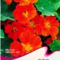 6 PCS Seeds Red Garden Nasturtium Shamrock Plant Tropaeolum Majus