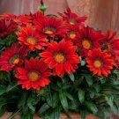 20 PCS Seeds Red Gazania Flower Seeds Treasure Flower