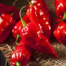 50 PCS Seeds Red Ghost Chili Pepper