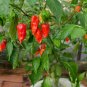 50 PCS Seeds Red Ghost Chili Pepper