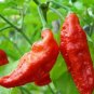 50 PCS Seeds Red Ghost Chili Pepper
