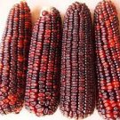 100 PCS Seeds Red Glutinous Maize Seeds Heirloom NON gmo Tasty Corn 100 PCS Seeds Red Glutinous Maize Seeds Heirloom NON gmo Tasty Corn