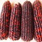 100 PCS Seeds Red Glutinous Maize Seeds Heirloom NON gmo Tasty Corn