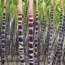 100 PCS Seeds Red Green Sugarcane Mixed 100 PCS Seeds Red Green Sugarcane Mixed