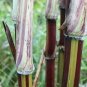 100 PCS Seeds Red Green Sugarcane Mixed