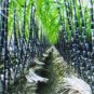 100 PCS Seeds Red Green Sugarcane Mixed