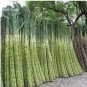 100 PCS Seeds Red Green Sugarcane Mixed