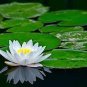 100 PCS Seeds Red Heart Lotus Flower Seeds Gorgeous Aquatic Plant