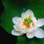 100 PCS Seeds Red Heart Lotus Flower Seeds Gorgeous Aquatic Plant