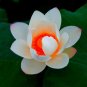 100 PCS Seeds Red Heart Lotus Flower Seeds Gorgeous Aquatic Plant