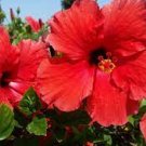 100 PCS Seeds Red Hibiscus rosa sinensis 100 PCS Seeds Red Hibiscus rosa sinensis