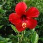 100 PCS Seeds Red Hibiscus rosa sinensis
