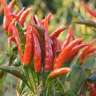 200 PCS Seeds Red Hot Chili Pepper 200 PCS Seeds Red Hot Chili Pepper