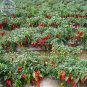 200 PCS Seeds Red Hot Chili Pepper