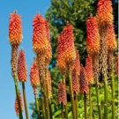 10 PCS Seeds Red Hot Poker Hybrids Kniphofia Uvaria Hybrids