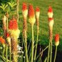 10 PCS Seeds Red Hot Poker Hybrids Kniphofia Uvaria Hybrids