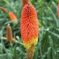 10 PCS Seeds Red Hot Poker Hybrids Kniphofia Uvaria Hybrids