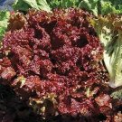 200 PCS Seeds Red Iceberg Lettuce Heirloom Organic 200 PCS Seeds Red Iceberg Lettuce Heirloom Organic