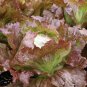 200 PCS Seeds Red Iceberg Lettuce Heirloom Organic