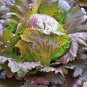 200 PCS Seeds Red Iceberg Lettuce Heirloom Organic