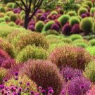 1000 PCS Seeds Red Kochia Scoparia Rare Exotic Grass Hardy Plants 1000 PCS Seeds Red Kochia Scoparia Rare Exotic Grass Hardy Plants