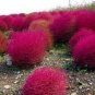 1000 PCS Seeds Red Kochia Scoparia Rare Exotic Grass Hardy Plants