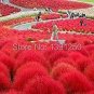 1000 PCS Seeds Red Kochia Scoparia Rare Exotic Grass Hardy Plants