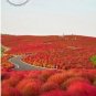 1000 PCS Seeds Red Kochia Scoparia Rare Exotic Grass Hardy Plants