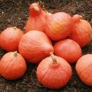 10 PCS Seeds Red Kuri Winter Squash
