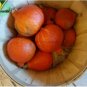 10 PCS Seeds Red Kuri Winter Squash