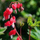 5 PCS Seeds Red Lamprocapnos spectabilis Bleeding-Heart Plant Flower 5 PCS Seeds Red Lamprocapnos spectabilis Bleeding-Heart Plant Flower