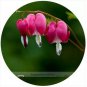 5 PCS Seeds Red Lamprocapnos spectabilis Bleeding-Heart Plant Flower