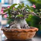 1 PCS Seeds Red Mis Black Desert Rose 1 PCS Seeds Red Mis Black Desert Rose