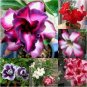 1 PCS Seeds Red Mis Black Desert Rose
