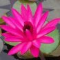 1 PCS Seeds Red Night Water Lily Seeds Pond Plants