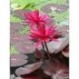 1 PCS Seeds Red Night Water Lily Seeds Pond Plants