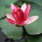 1 PCS Seeds Red Night Water Lily Seeds Pond Plants